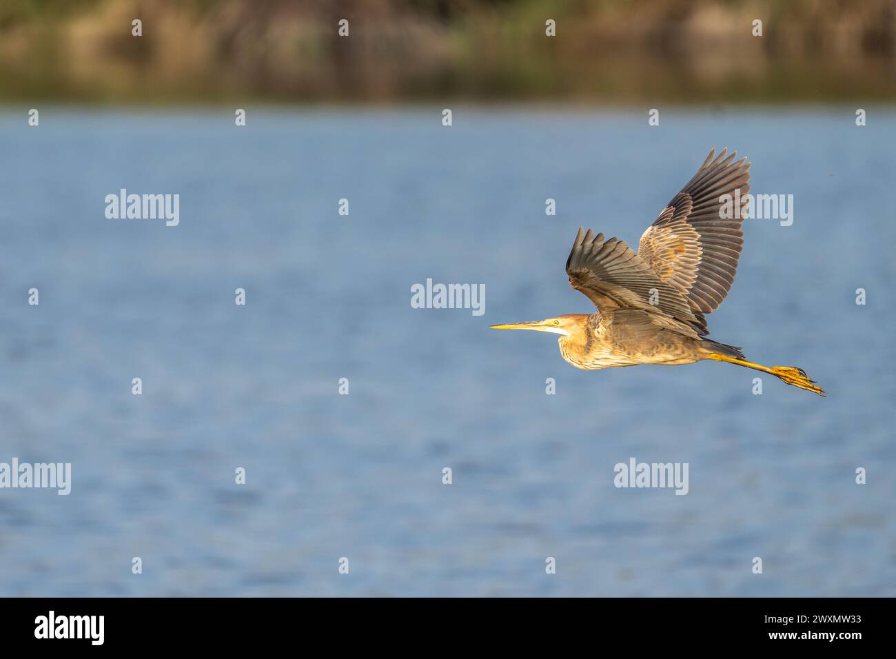 Héron pourpré (Ardea purpurea) Banque D'Images