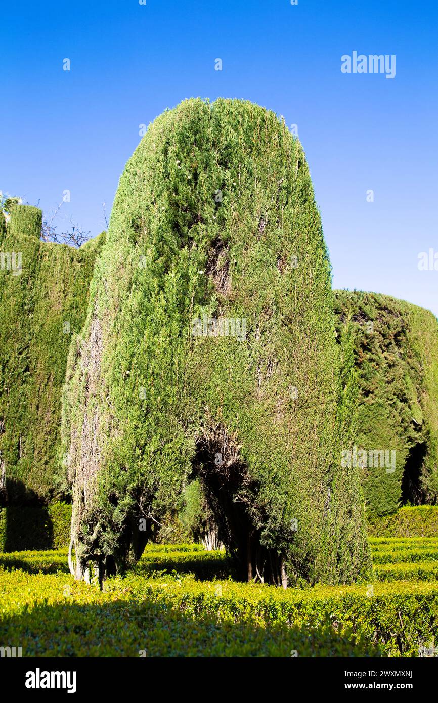 Topiaire à Jardín del Laberinto - le jardin du labyrinthe à l'Alcázar Royal de Séville, Andalousie, Espagne Banque D'Images