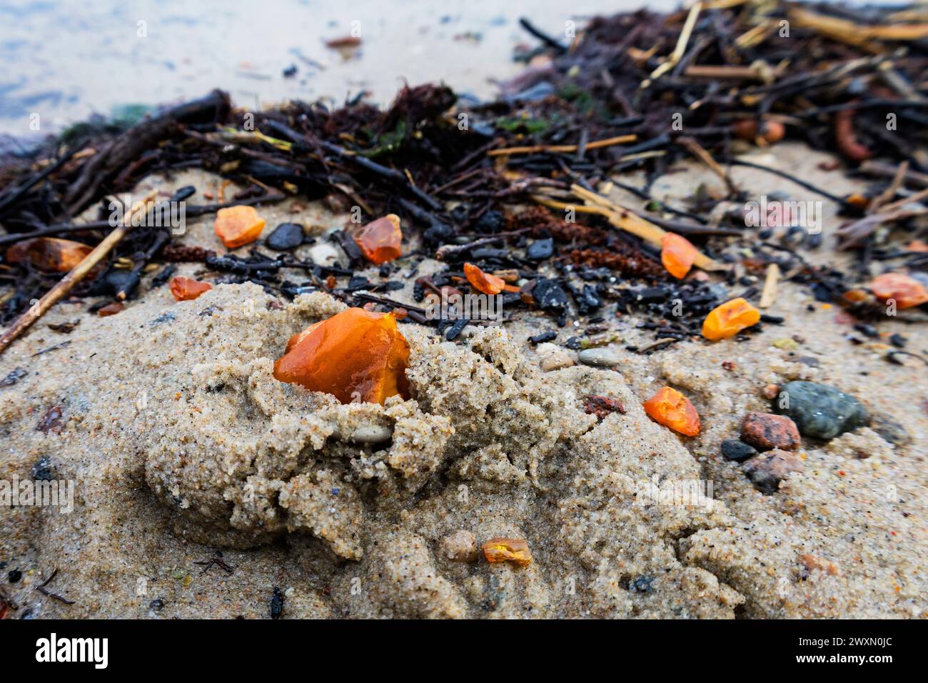 Beaux morceaux d'ambre parmi les algues sur une plage de sable. Banque D'Images Beaux morceaux d'ambre parmi les algues sur une plage de sable. Banque D'Images
