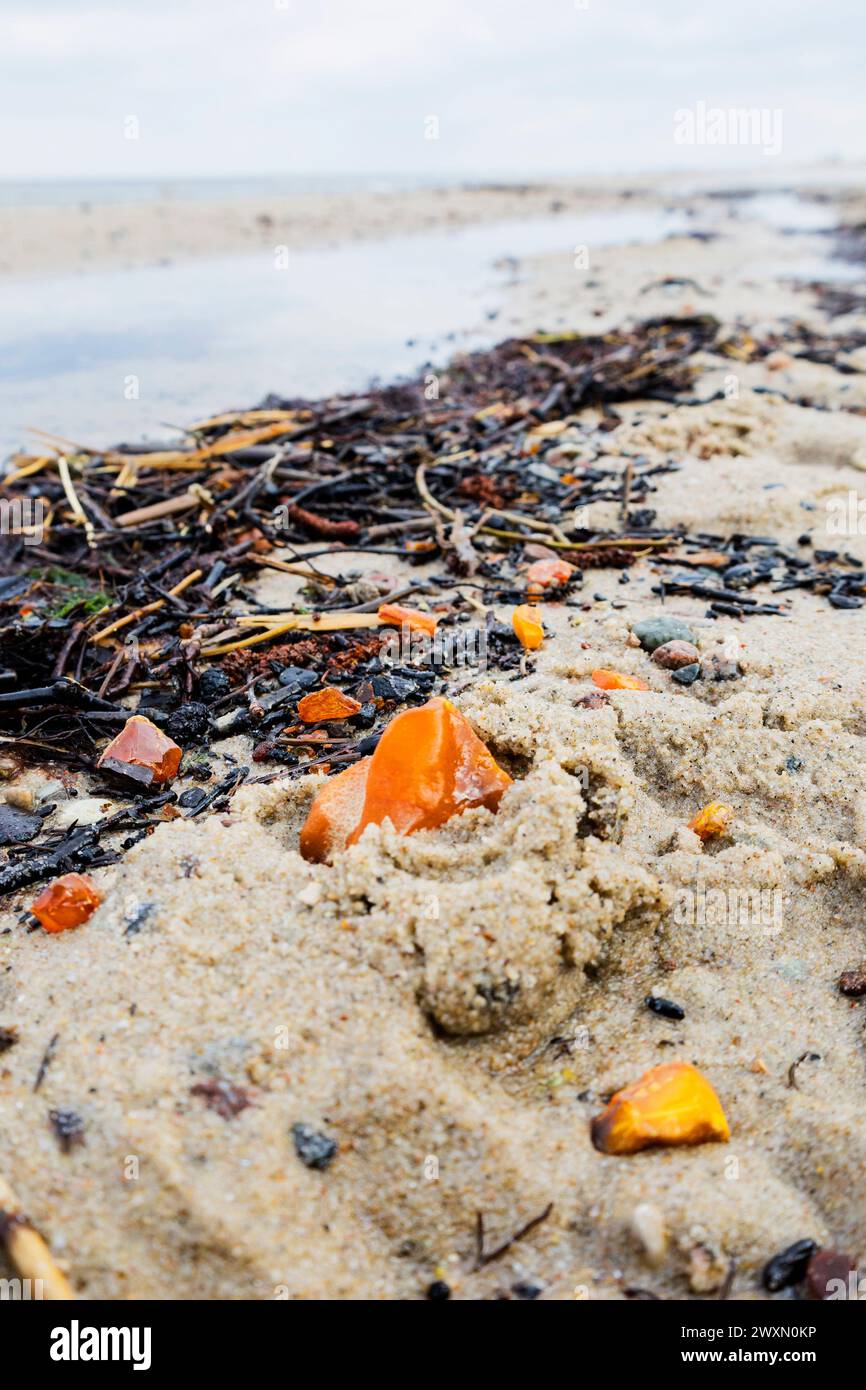 Beaux morceaux d'ambre parmi les algues sur une plage de sable. Banque D'Images Beaux morceaux d'ambre parmi les algues sur une plage de sable. Banque D'Images