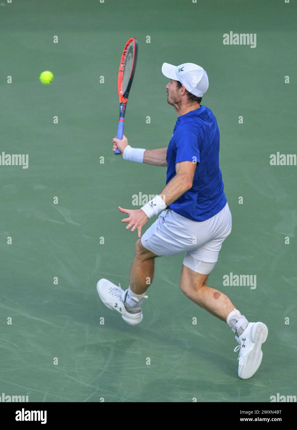 Dubaï, le 26 février 2024-photo du joueur de tennis britannique Andy Murray en action. Dubaï Duty Free Tennis Championships 2024, situé à Dubaï Banque D'Images