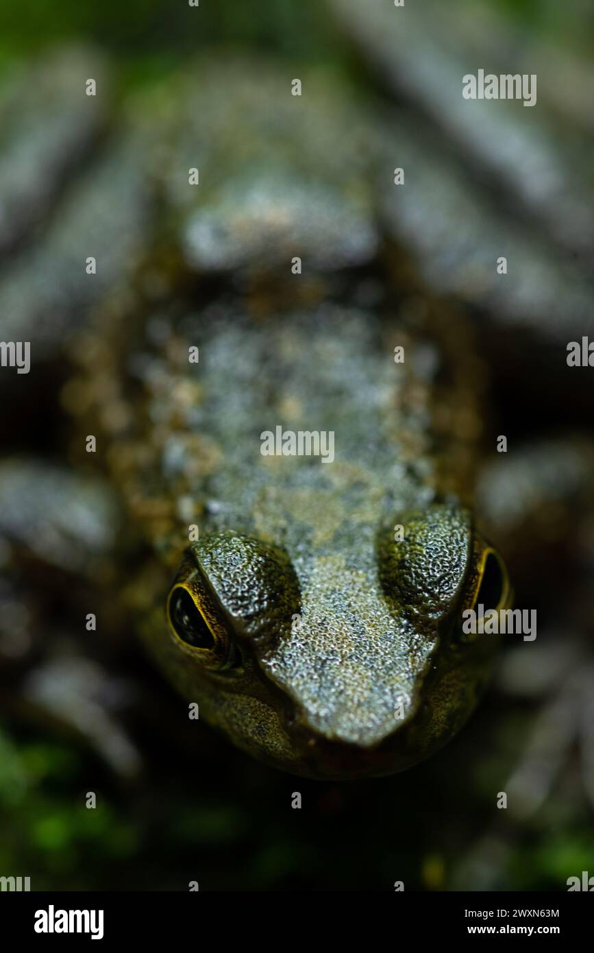 Photographie artistique d'une grenouille regardant le spectateur. Banque D'Images