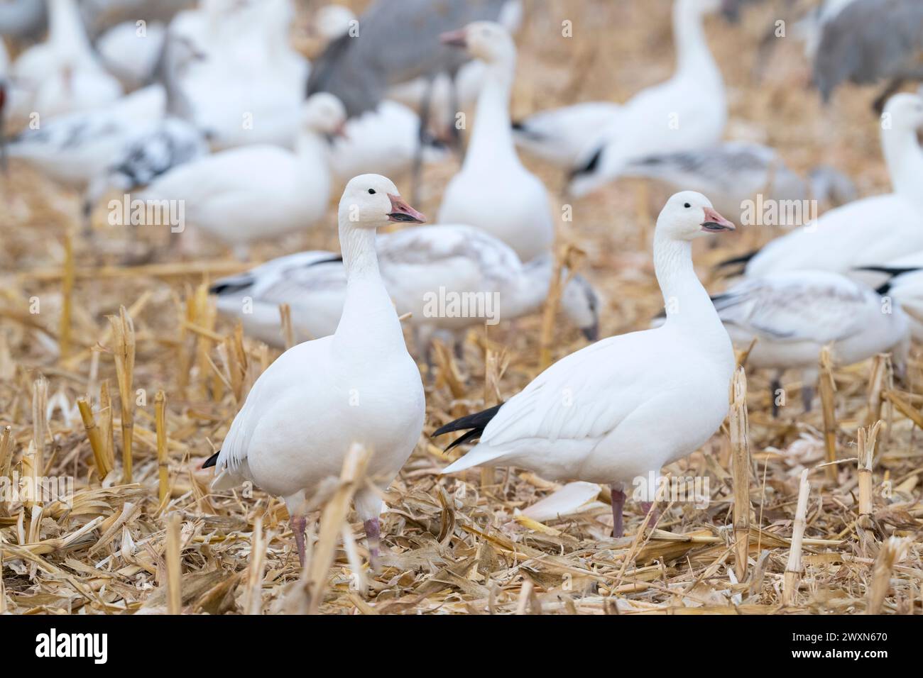 Troupeau de grues de Sandhill (Grus canadensis) et d'oies des neiges (Chen caerulescens). Bernardo Waterfowl Management Area, Nouveau-Mexique. USA, par Dominique Braud Banque D'Images