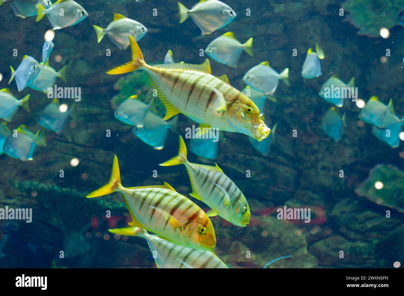 Gnathanodon speciosus rayures noires verticales bandes noires verticales poisson jaune Banque D'Images