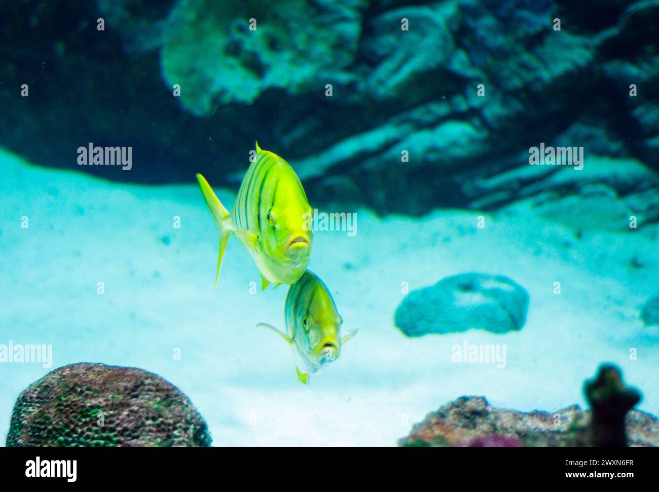 Gnathanodon speciosus rayures noires verticales bandes noires verticales poisson jaune Banque D'Images