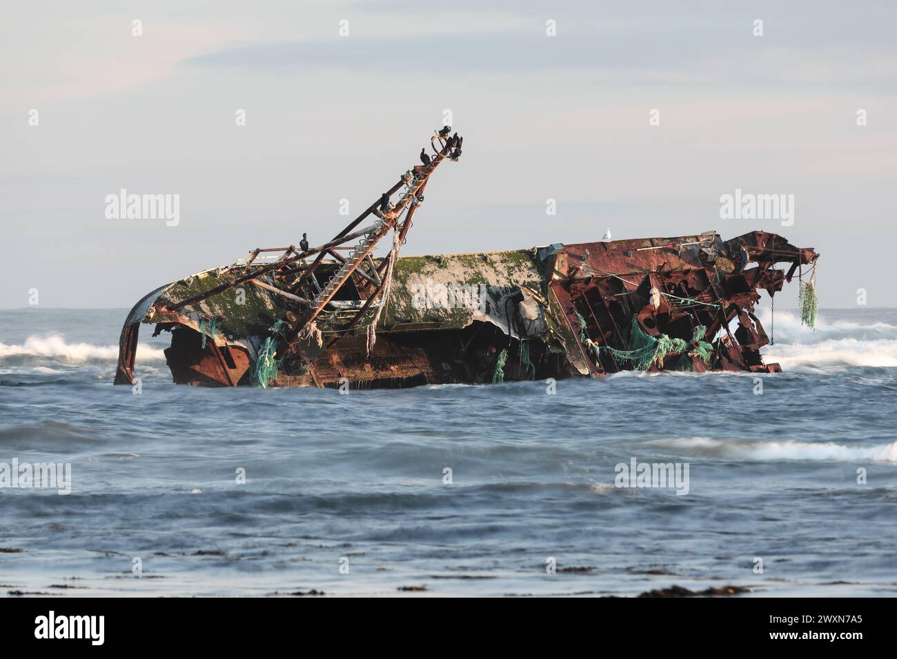 L'épave du Sovereign (BF380) entourée de brouillard marin. Le Sovereign était un bateau de pêche enregistré par Banff qui s'est échoué sur les rochers de Cairnbulg Banque D'Images