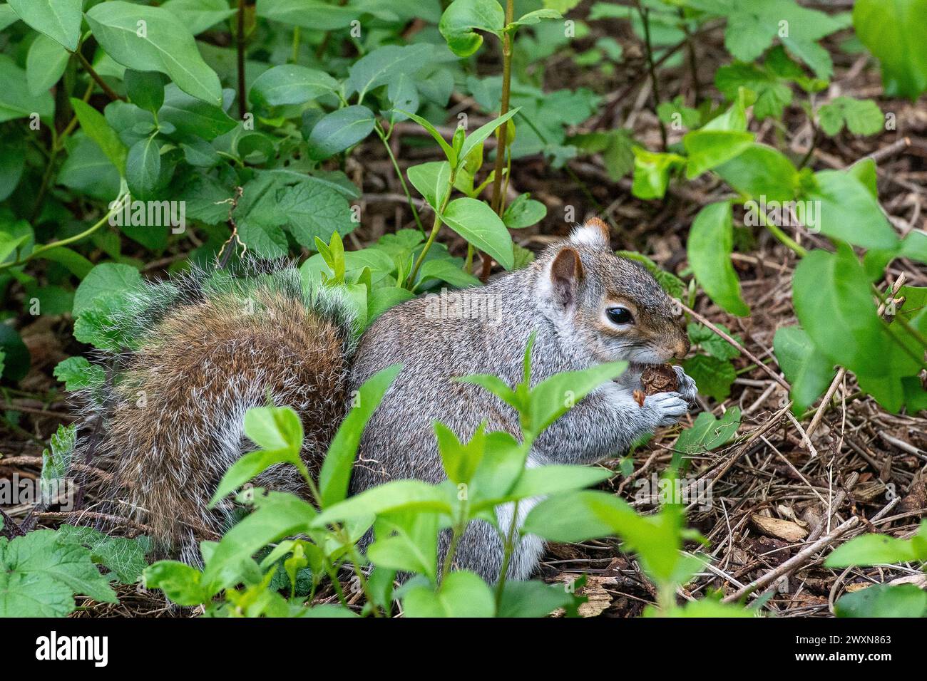 Maidenhead, Berkshire, Royaume-Uni. 1er avril 2024. Un écureuil gris moelleux creuse une noix et s'en nourrit dans un parc de Maidenhead, Berkshire. Les écureuils gris, Sciurus carolinensis, enfouissent des noix dans le sol pendant l'automne pour s'en nourrir pendant l'hiver lorsque les réserves alimentaires sont rares. Crédit : Maureen McLean/Alamy Live News Banque D'Images