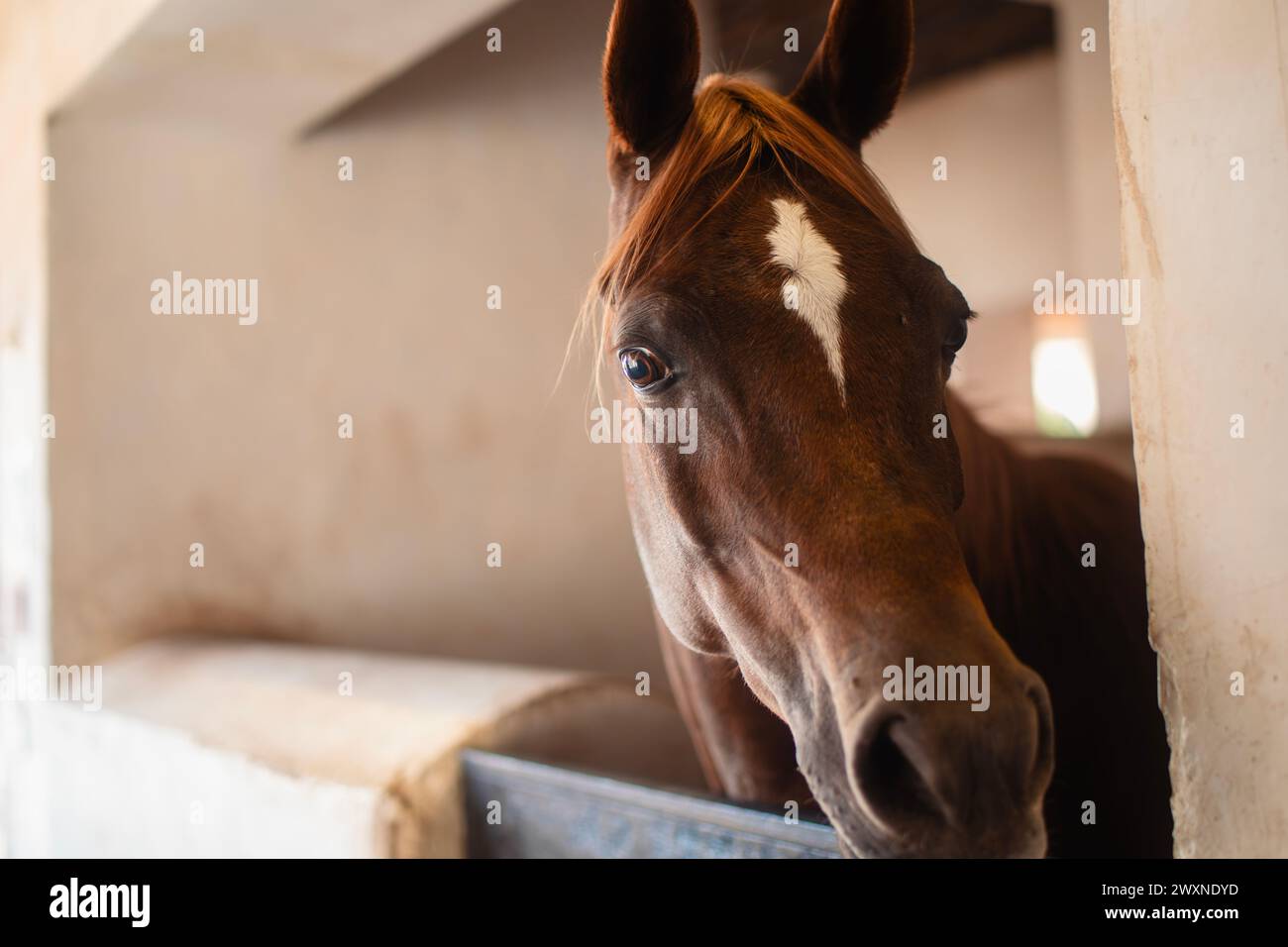 Portrait de cheval arabe brun en regardant stable à la caméra. Banque D'Images