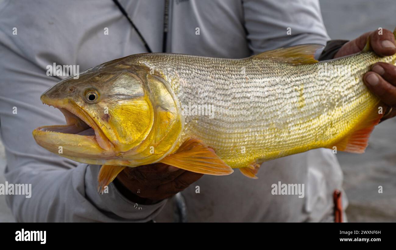 Gros plan d'une personne tenant un poisson doré capturé par dorado Banque D'Images