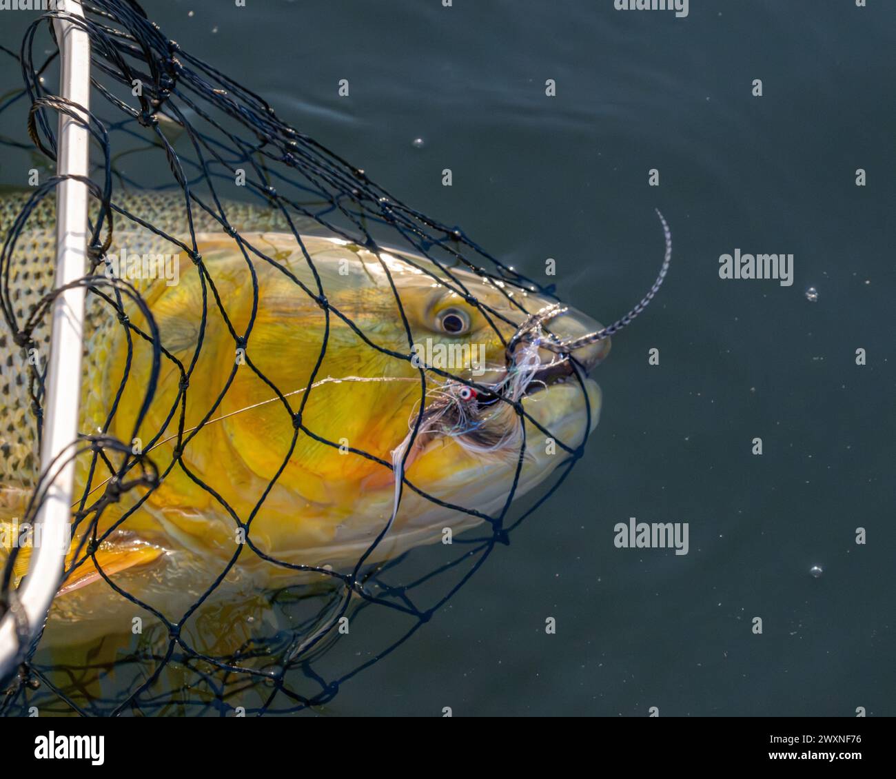 Un gros plan d'un poisson doré doré capturé dans un filet à l'extérieur Banque D'Images