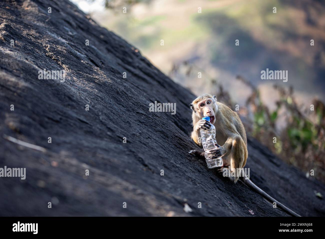 Singe sauvage sur le rocher essayant d'ouvrir la bouteille de boisson en plastique. Thèmes des déchets plastiques et de la pollution de la nature. Banque D'Images