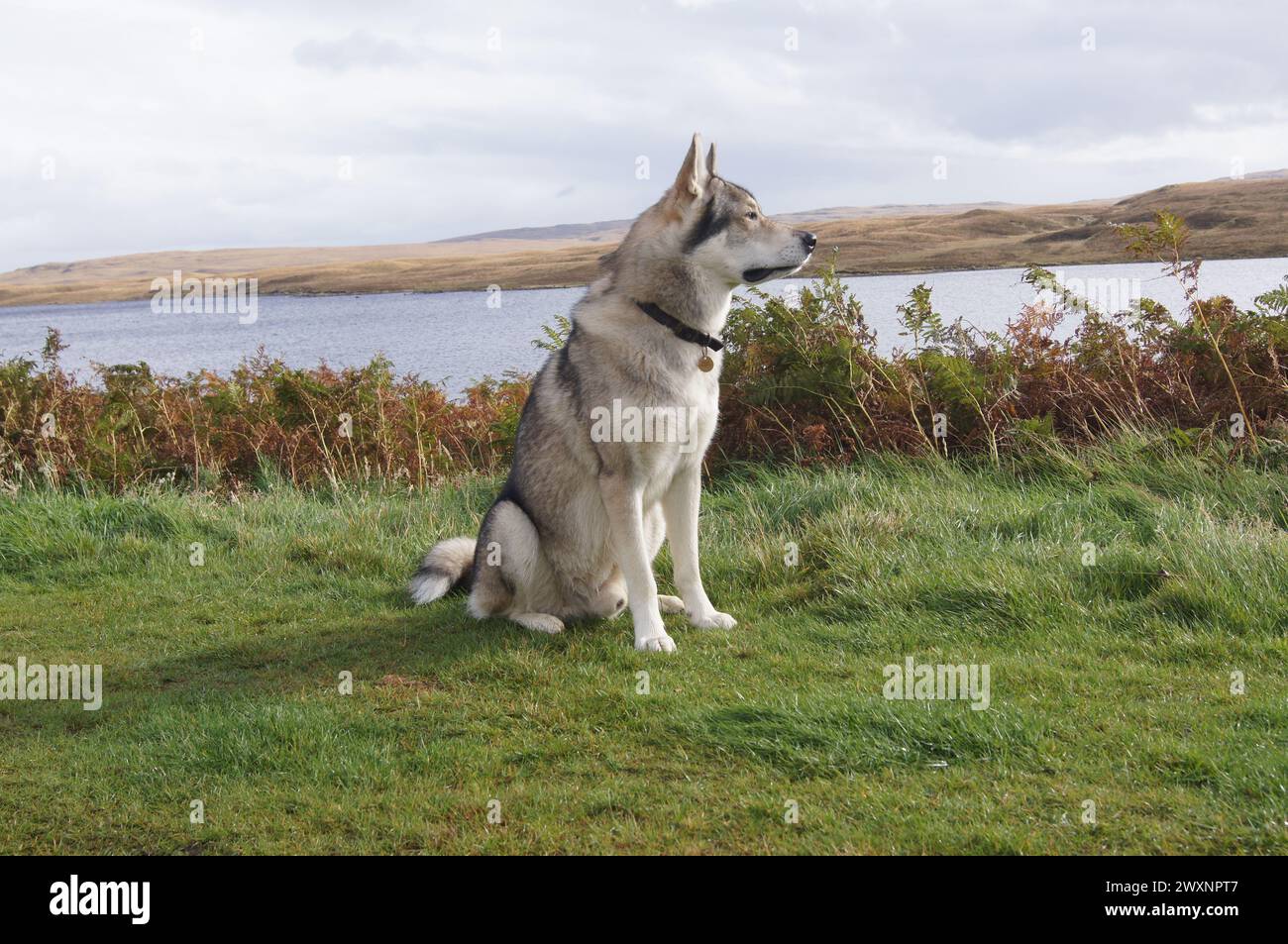 Tamaskan Wolf Dog à Loch Loyal, Sutherland, Écosse Banque D'Images