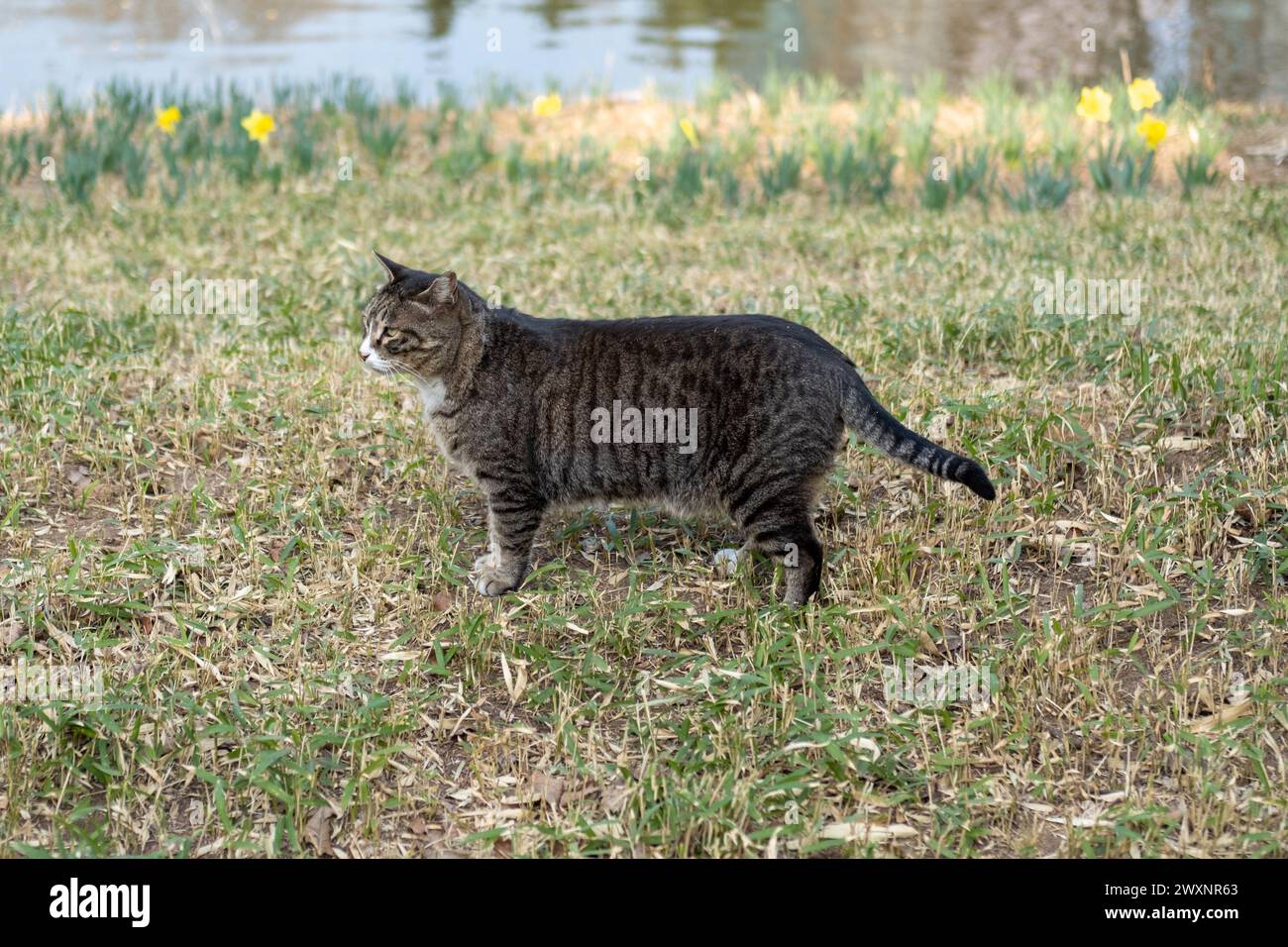 Chat chubby debout sur l'herbe dans un parc public Banque D'Images