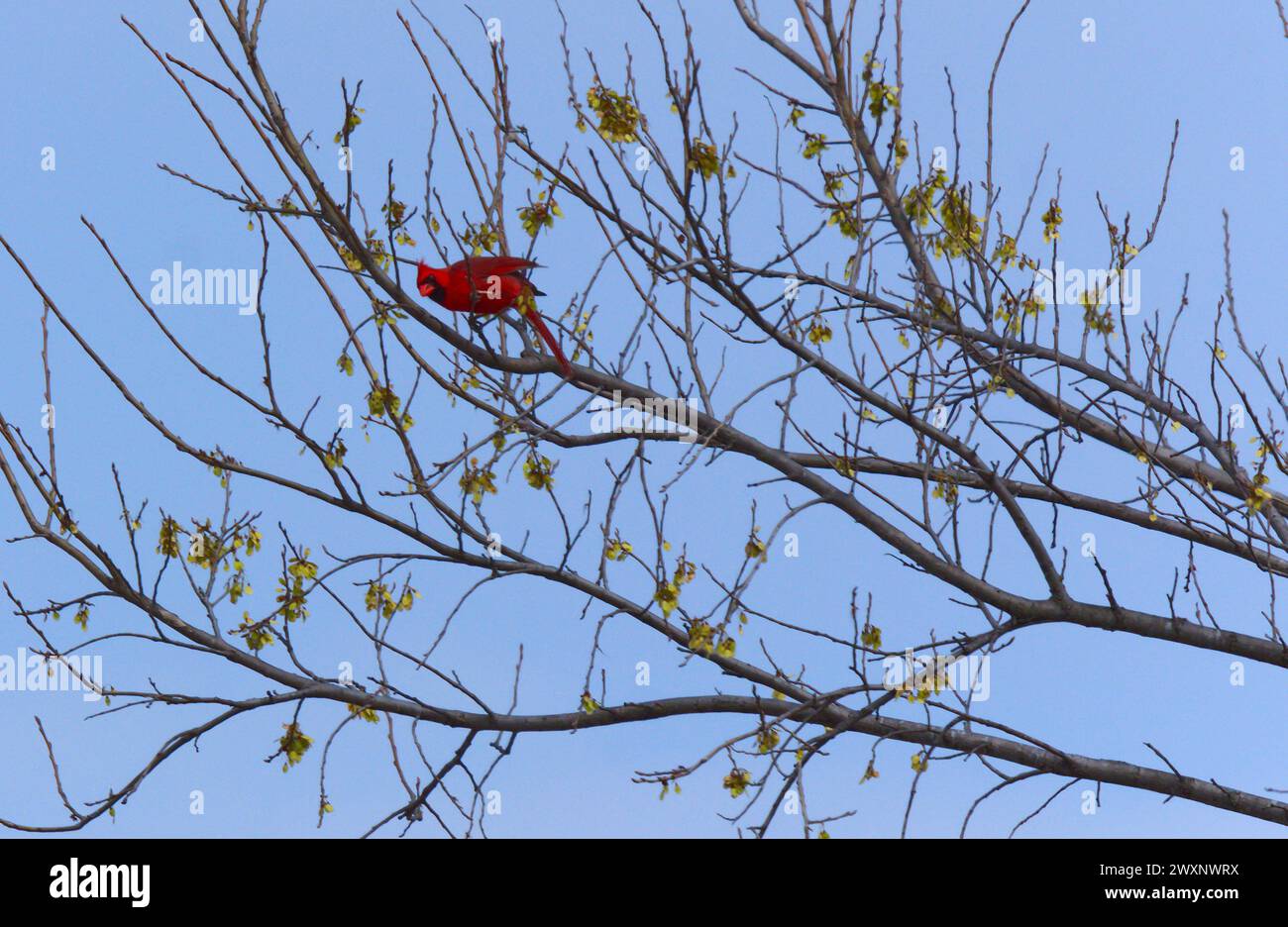 Un cardinal perché dans un arbre, illuminé par le soleil printanier sur fond bleu Banque D'Images
