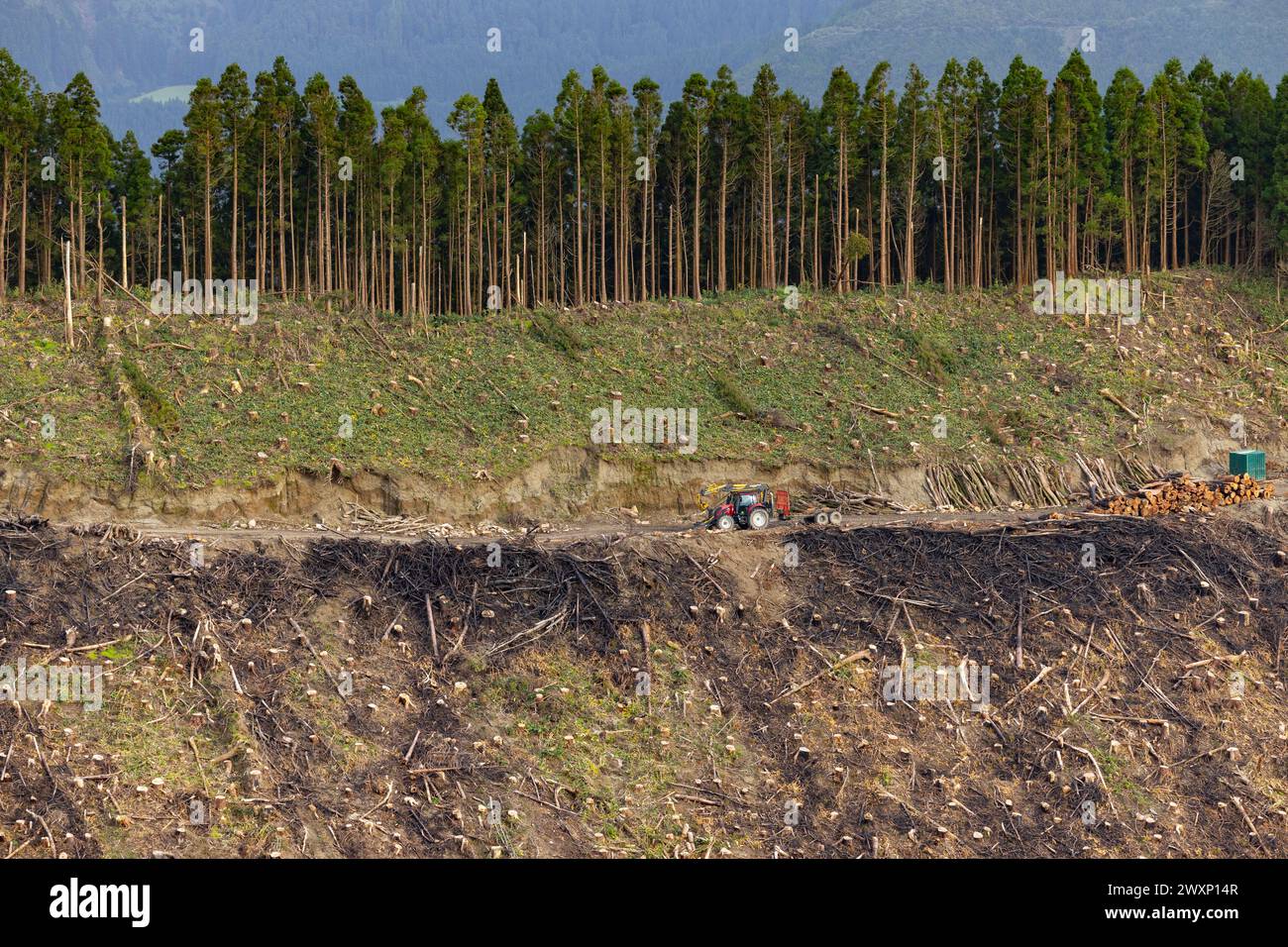 Couper des cryptomères dans la forêt. Concept de défloration, d'abattage et d'exploitation forestière. Banque D'Images