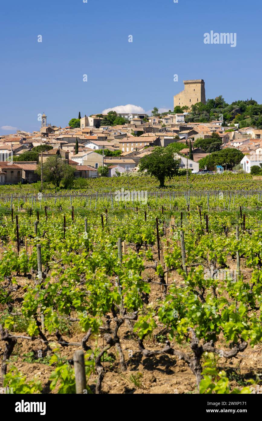 Vignoble typique avec des pierres près de Châteauneuf-du-Pape, Côtes du Rhône, France Banque D'Images
