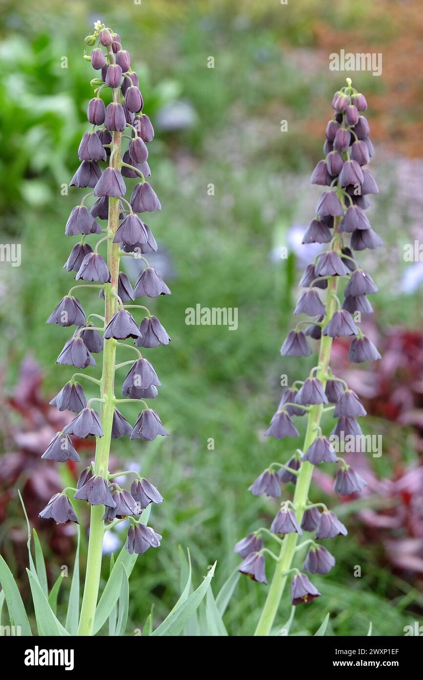 Fritillaria persica «Twin Towers Tribute», fritillaire de lis persan en fleur. Banque D'Images