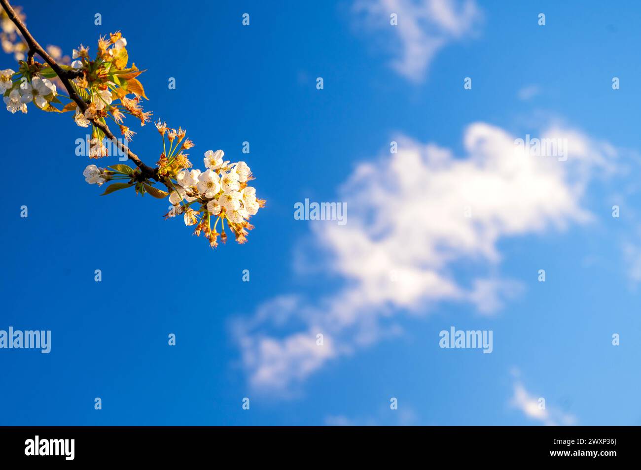 La fleur de cerisier printanière fleurit sur un ciel bleu le jour férié d'avril, Pâques 2024 Banque D'Images