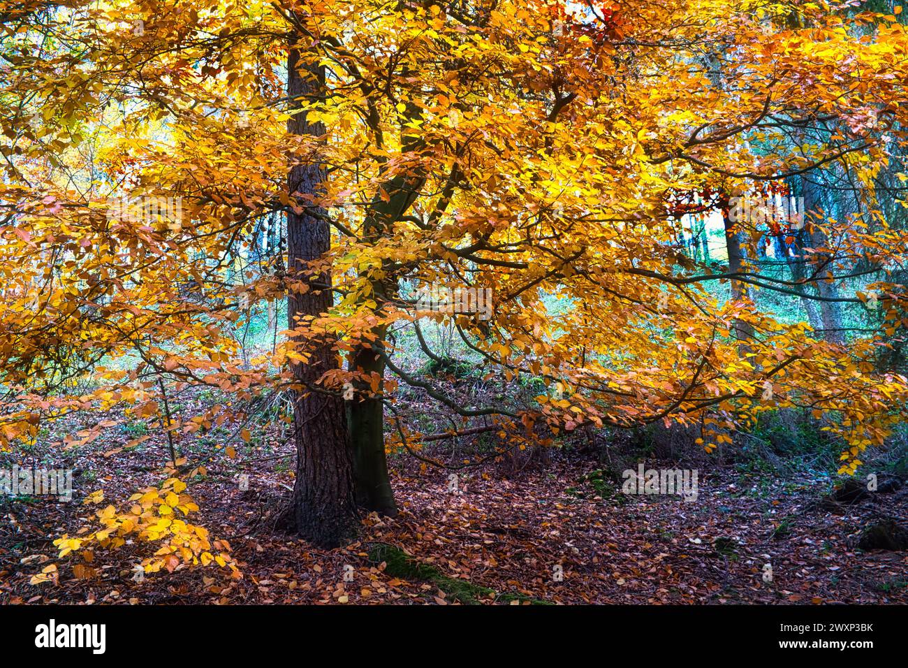 Un arbre d'automne avec des feuilles vibrantes surplombe le Rursee dans le parc national de l'Eifel, capturant l'essence de l'été indien, Allemagne, Rursee Banque D'Images