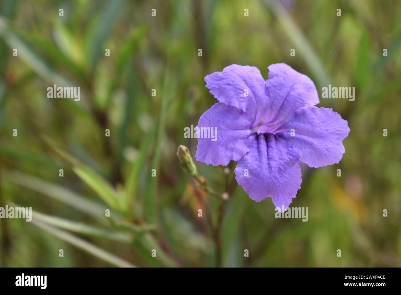 Ruellia tuberosa dans un jardin avec fond flou Banque D'Images