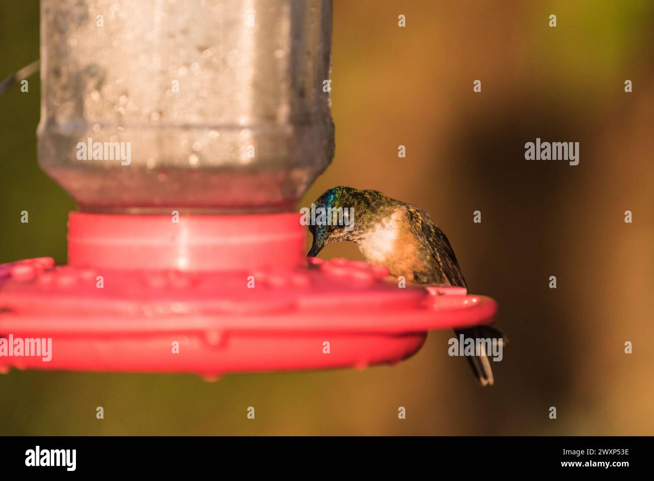 Emeraude des Andes (Uranomitra franciae) sur une mangeoire d'oiseaux en Colombie Banque D'Images