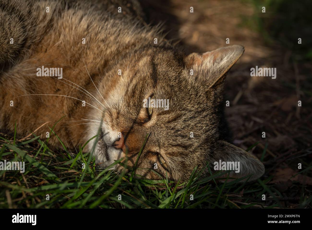 Tabby vieux chat mâle avec une grosse tête dans l'herbe verte ensoleillée de printemps Banque D'Images