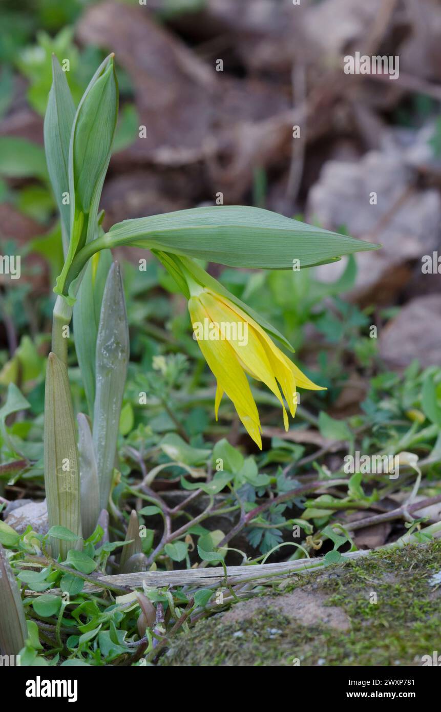 Bellwort à grandes fleurs, Uvularia grandiflora Banque D'Images