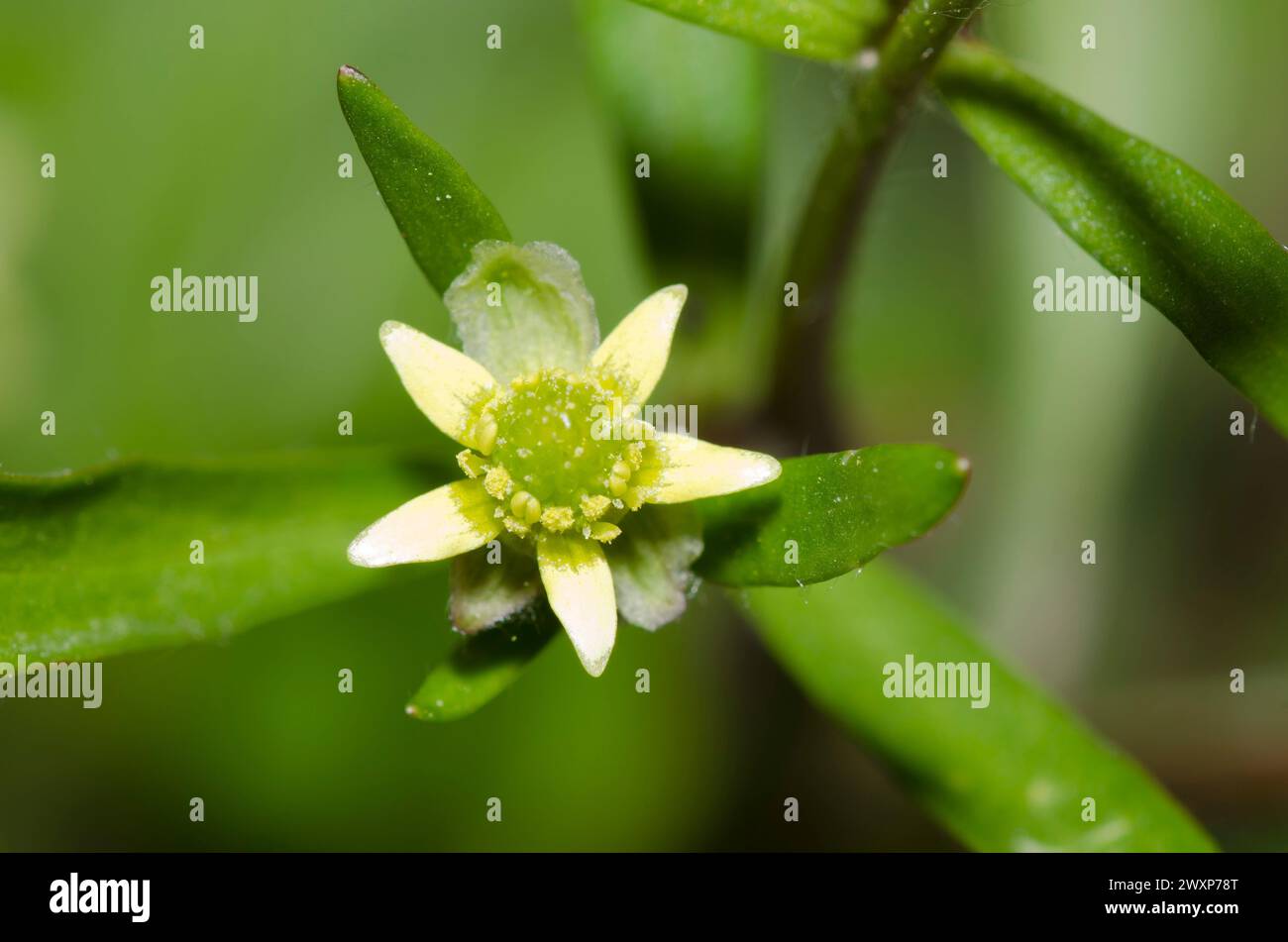 Littleleaf Buttercup, Ranunculus abortivus Banque D'Images