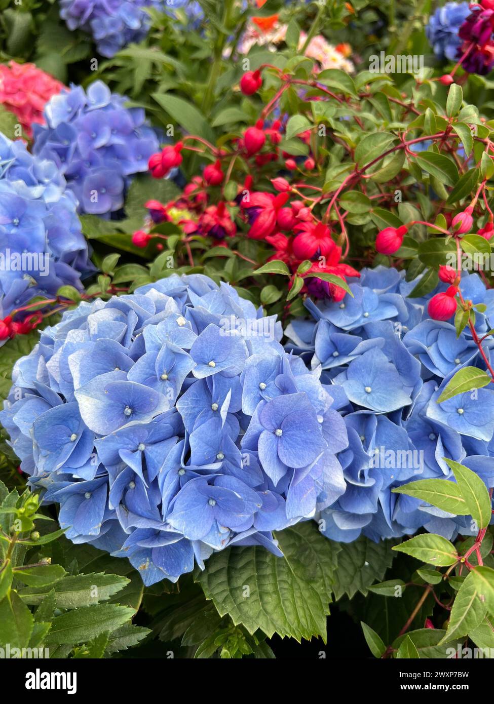 Fleurs diverses de différentes couleurs et formes fleurissant dans un jardinage Banque D'Images