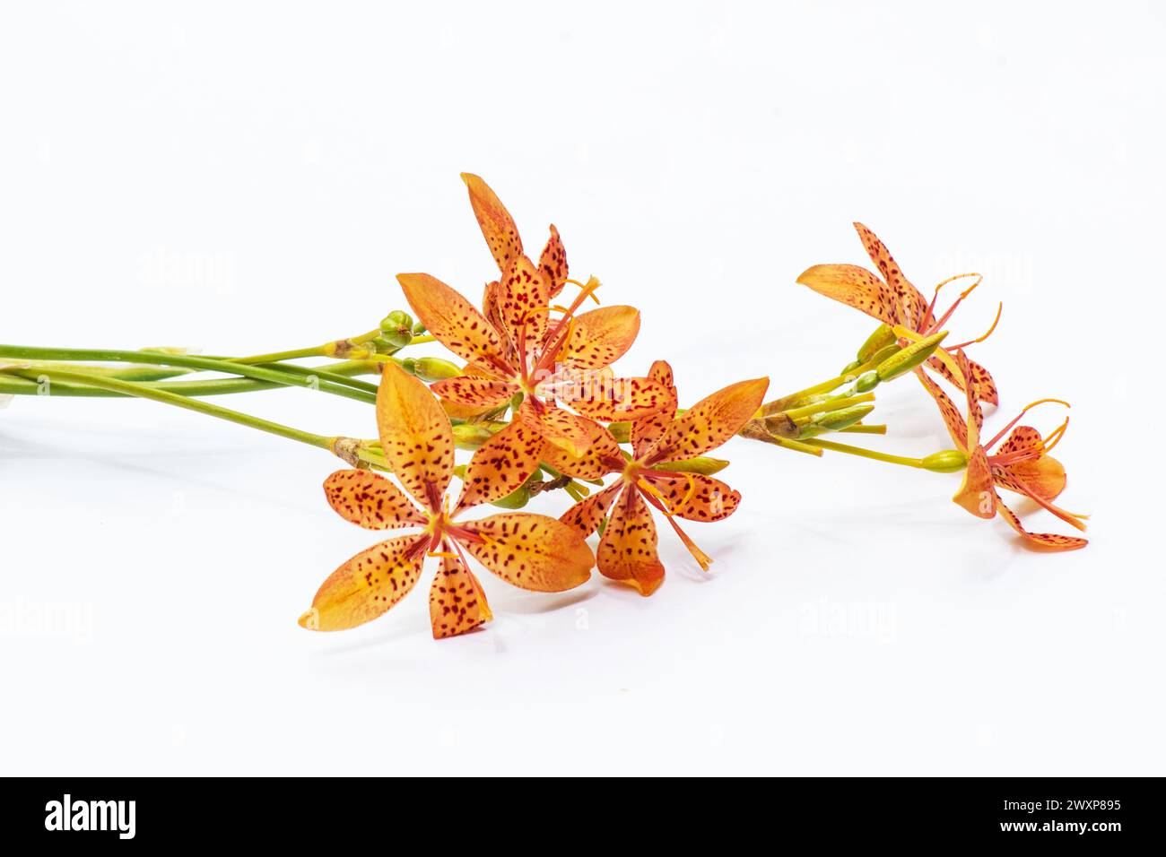 Iris domestica, communément appelé lis léopard, lis mûre et fleur de léopard sur fond blanc Banque D'Images