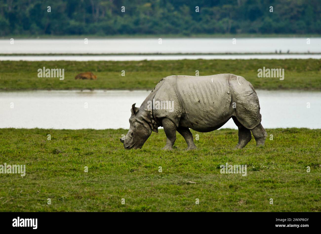 Le rhinocéros indien (Rhinoceros unicornis), également connu sous le nom de grand rhinocéros à une corne, grand rhinocéros indien, ou rhinocéros indien en abrégé, obs Banque D'Images