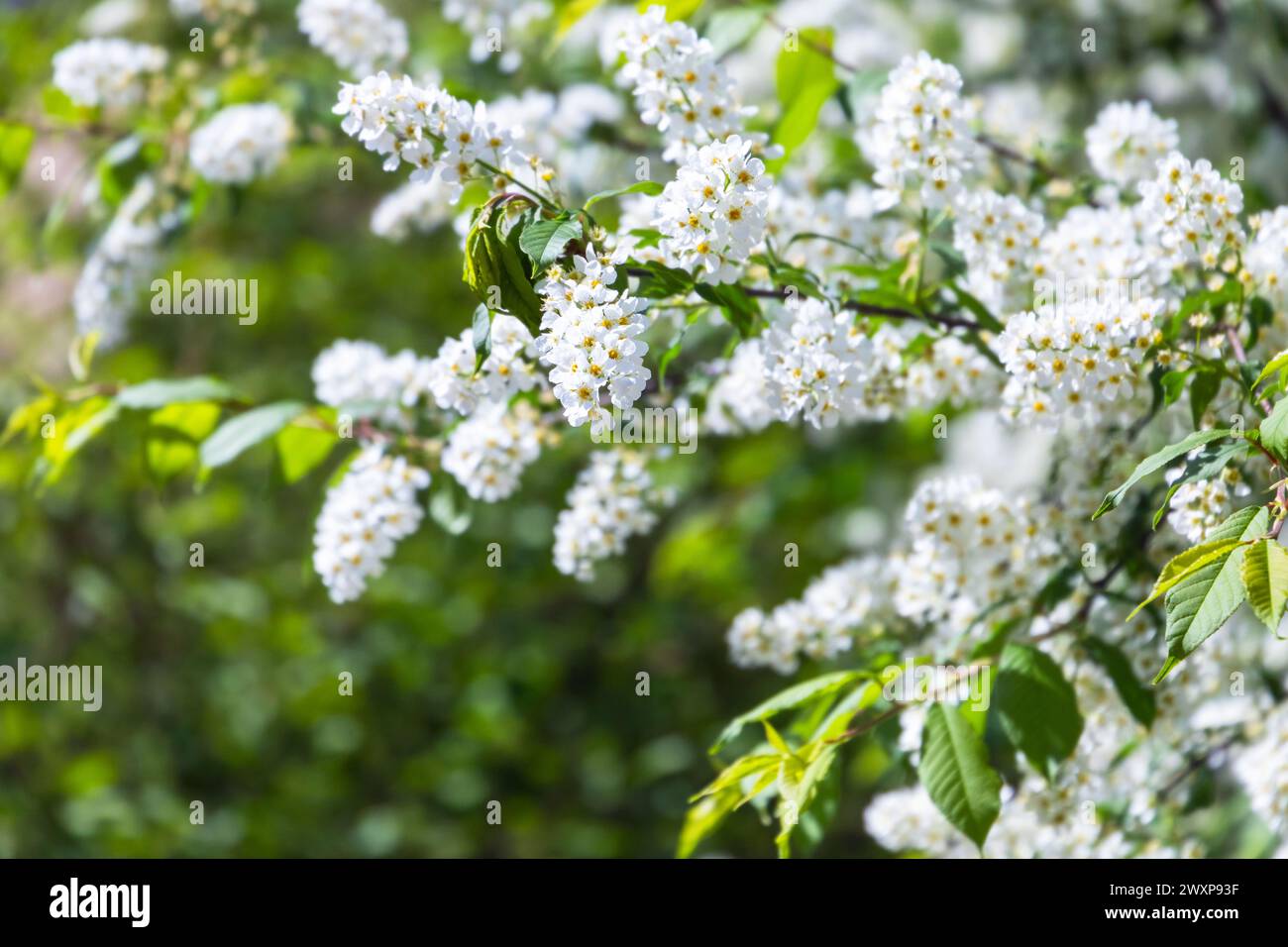 Fleurs blanches sur branches vertes. Cerise d'oiseau en fleur, fond de nature de printemps. Prunus pavus, connu sous le nom d'arbre de baie, de baie ou de Mayday, est un flux Banque D'Images