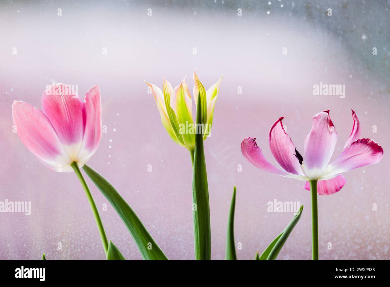 Fleurs de tulipe colorées poussent devant une fenêtre, photo en gros plan avec flou sélectif Banque D'Images
