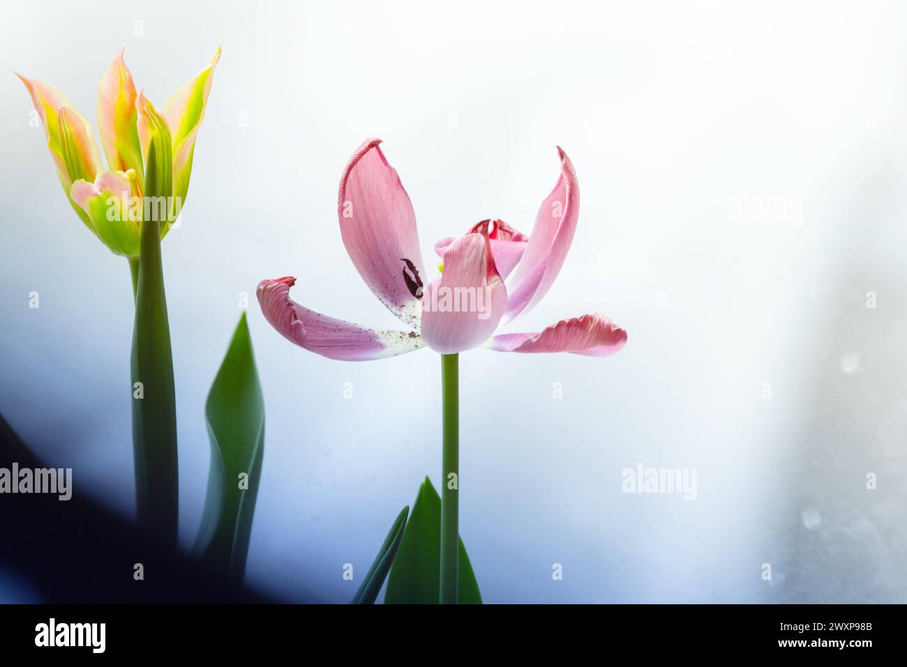 Deux fleurs de tulipe sont devant une fenêtre, photo en gros plan avec flou sélectif Banque D'Images