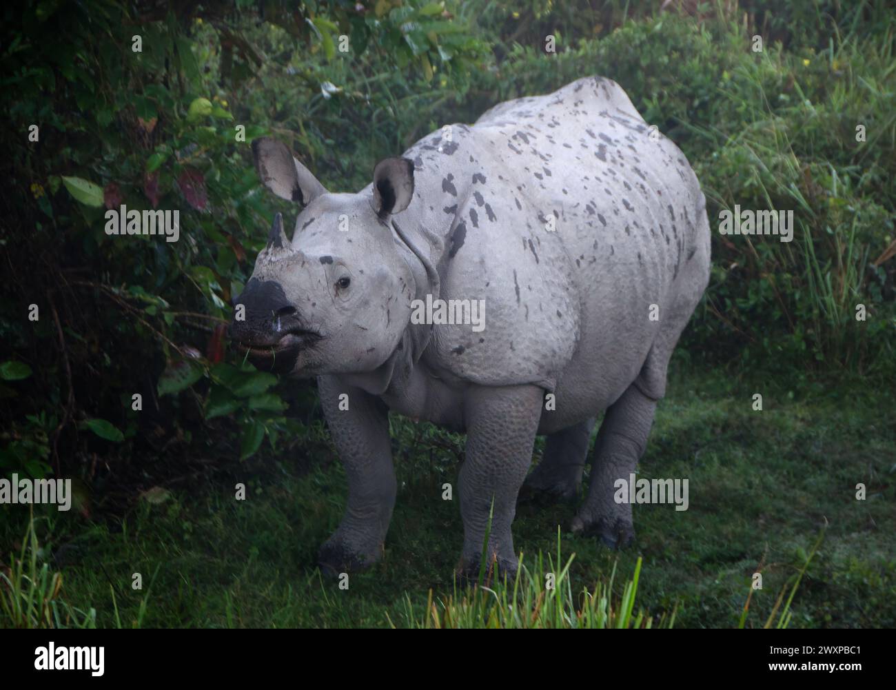 Le rhinocéros indien (Rhinoceros unicornis), également connu sous le nom de grand rhinocéros à une corne, grand rhinocéros indien, ou rhinocéros indien en abrégé, obs Banque D'Images
