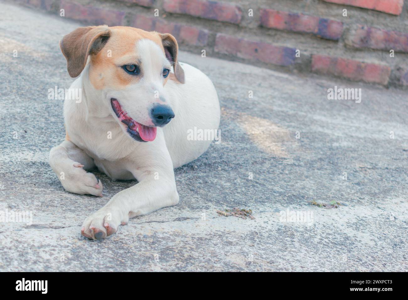Un jeune chien de race créole repose sur le sol par une journée d'été ensoleillée, image avec espace pour le texte Banque D'Images