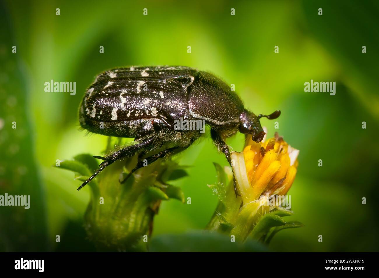 Un scarabée des fleurs explore une plante dans le parc national des Everglades dans cette image macro. Banque D'Images Un scarabée des fleurs explore une plante dans le parc national des Everglades dans cette image macro. Banque D'Images