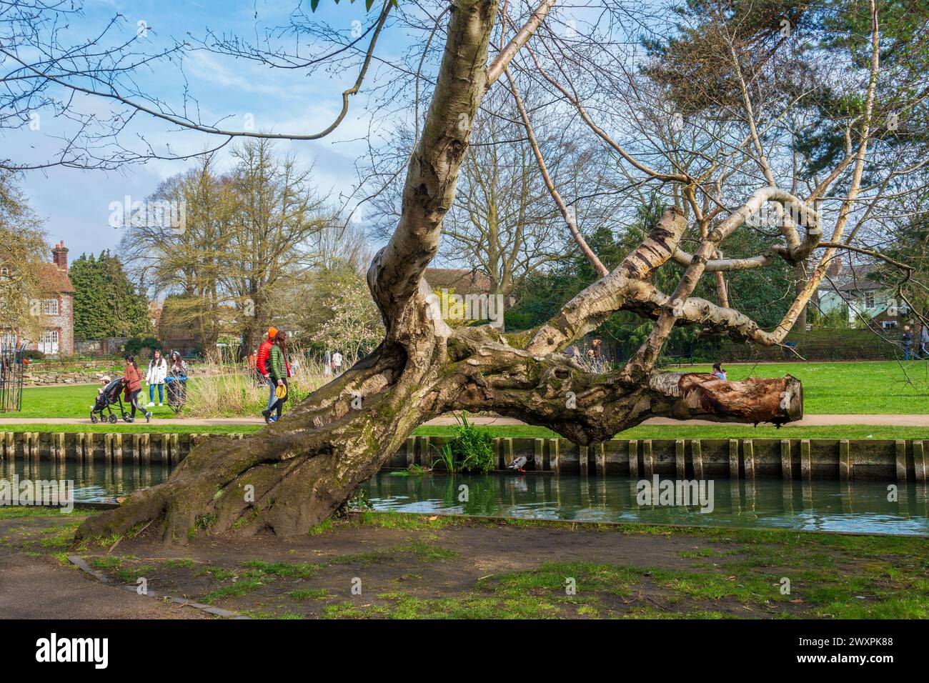 Vieux, noueux, Riverbank, Tree, River Stour, Westgate Gardens, Canterbury, Kent, Angleterre Banque D'Images