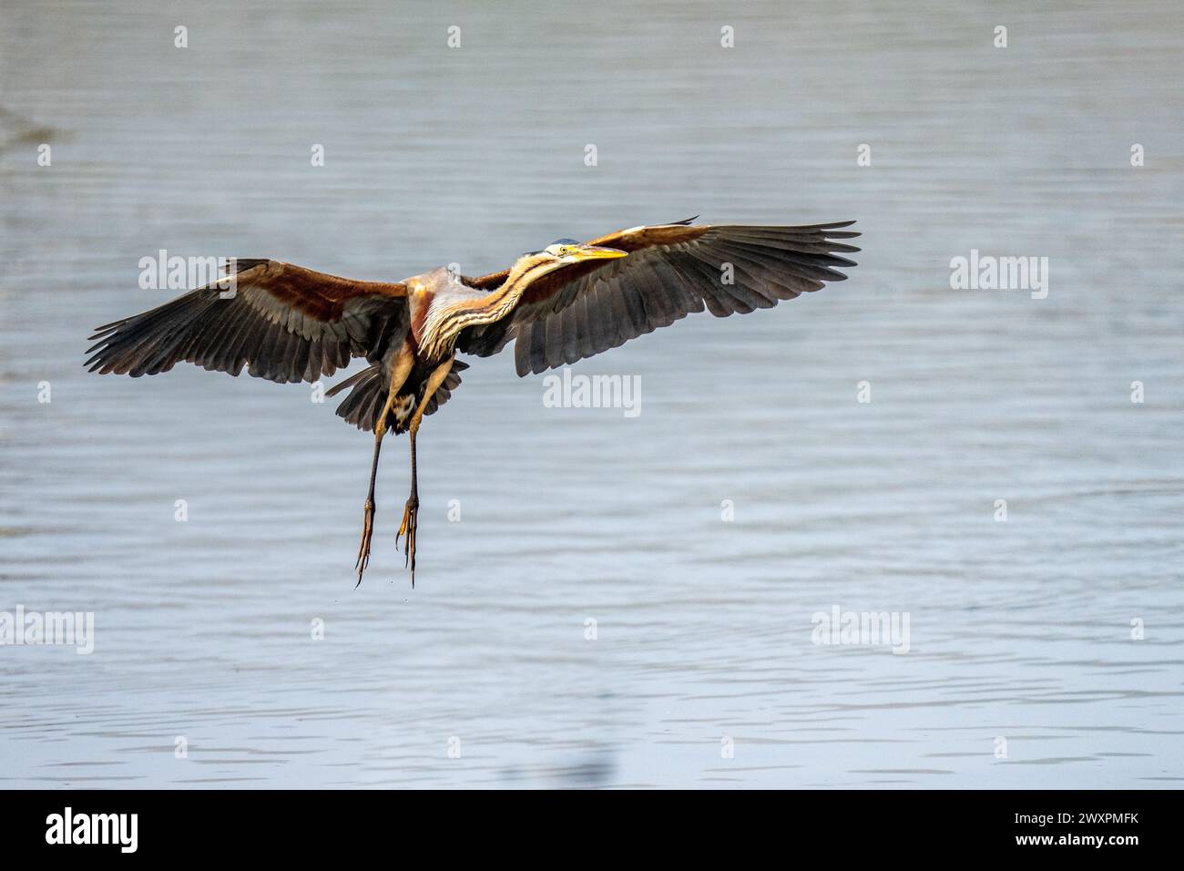 Héron pourpré (Ardea purpurea) Banque D'Images