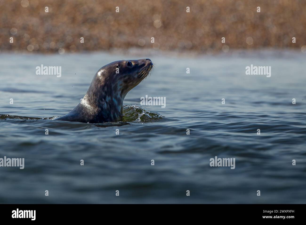 Colonie de phoques gris sur la côte du Norfolk Banque D'Images