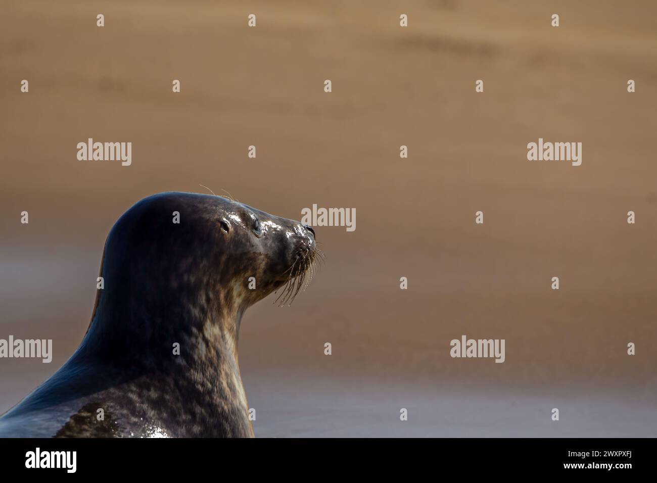 Colonie de phoques gris sur la côte du Norfolk Banque D'Images