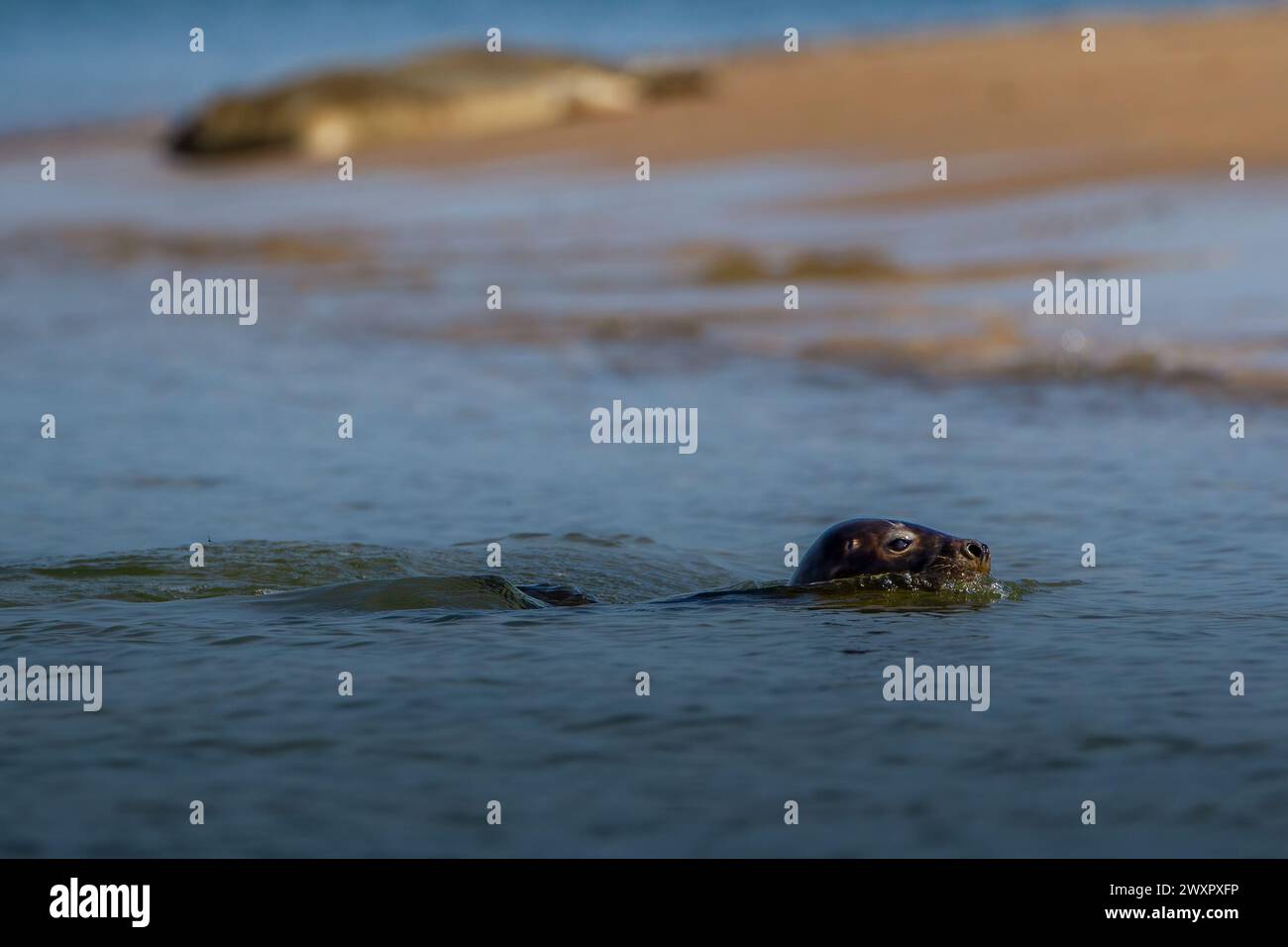 Colonie de phoques gris sur la côte du Norfolk Banque D'Images