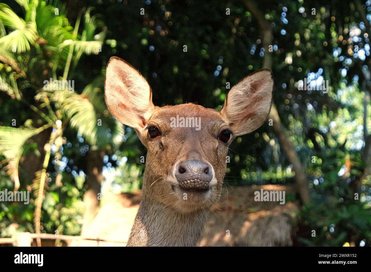 Une espèce non identifiée de cerfs (rusa) est photographiée au zoo de Bali à Singapadu, Sukawati, Gianyar, Bali, Indonésie. Banque D'Images