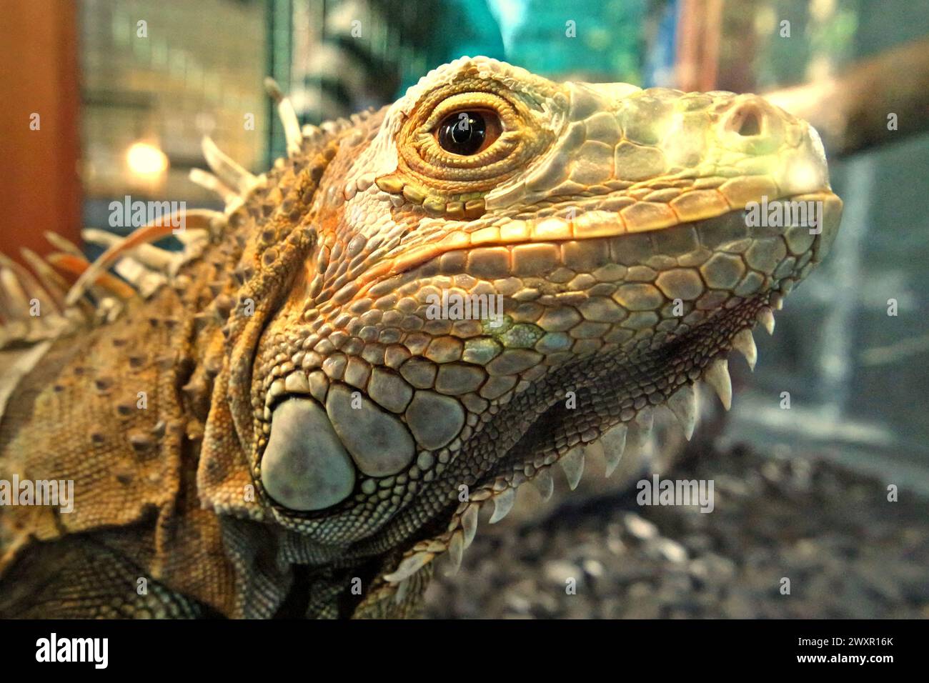Un iguana (probablement un homme de l'iguana verte, iguana iguana) dans une installation vétérinaire gérée par le zoo de Bali à Singapadu, Sukawati, Gianyar, Bali, Indonésie. Banque D'Images