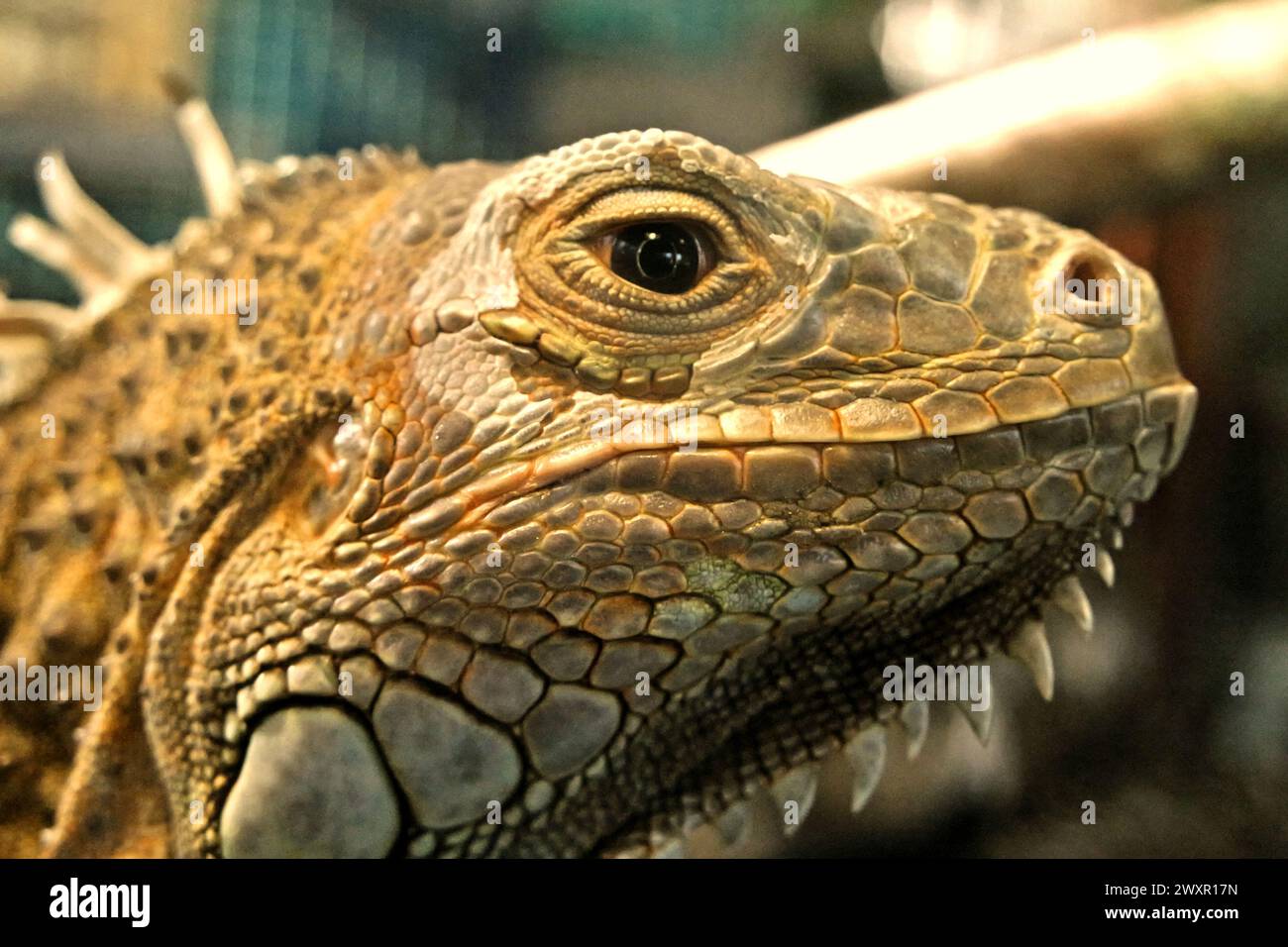 Un iguana (probablement un homme de l'iguana verte, iguana iguana) dans une installation vétérinaire gérée par le zoo de Bali à Singapadu, Sukawati, Gianyar, Bali, Indonésie. Banque D'Images