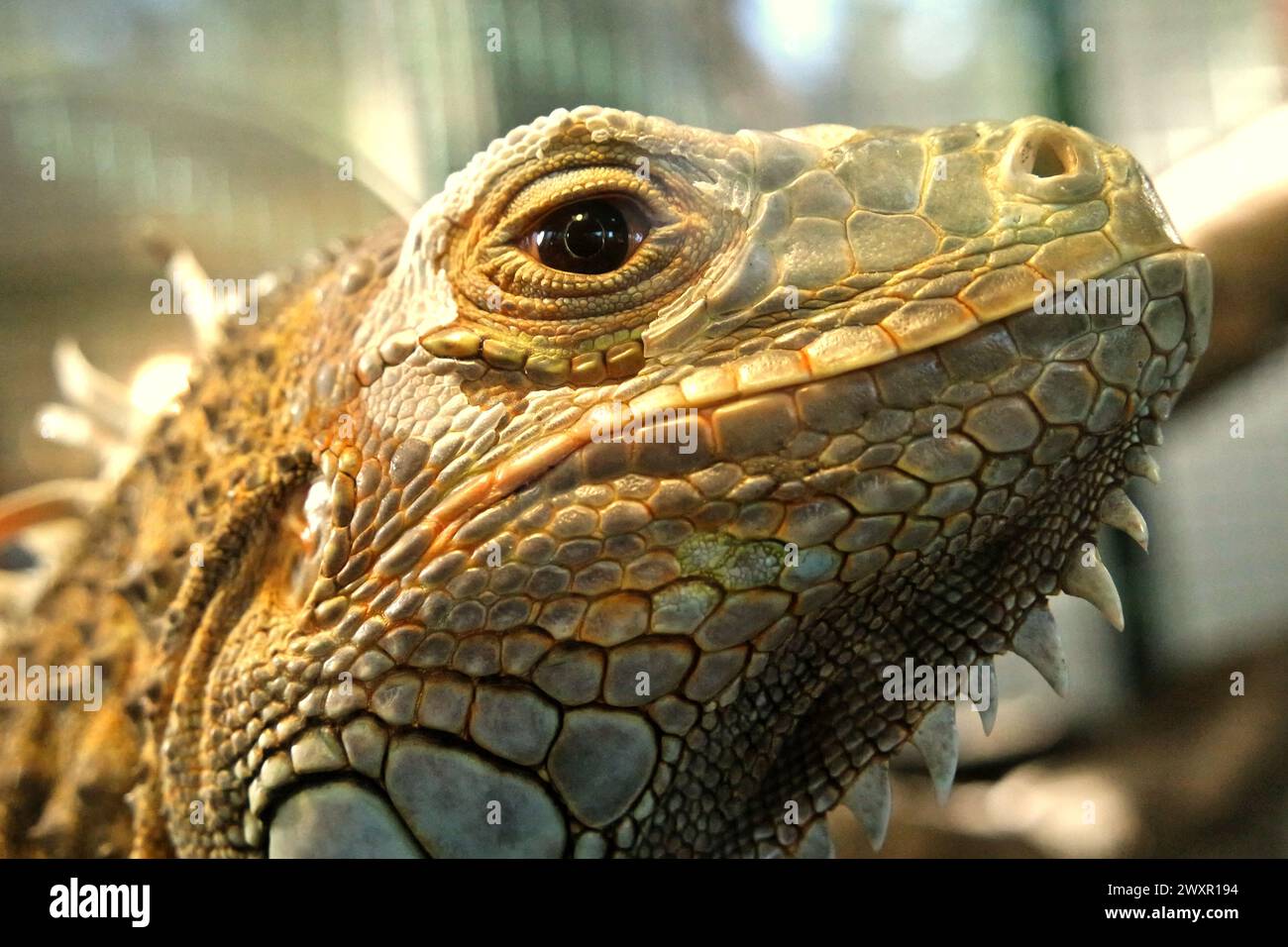 Un iguana (probablement un homme de l'iguana verte, iguana iguana) dans une installation vétérinaire gérée par le zoo de Bali à Singapadu, Sukawati, Gianyar, Bali, Indonésie. Banque D'Images