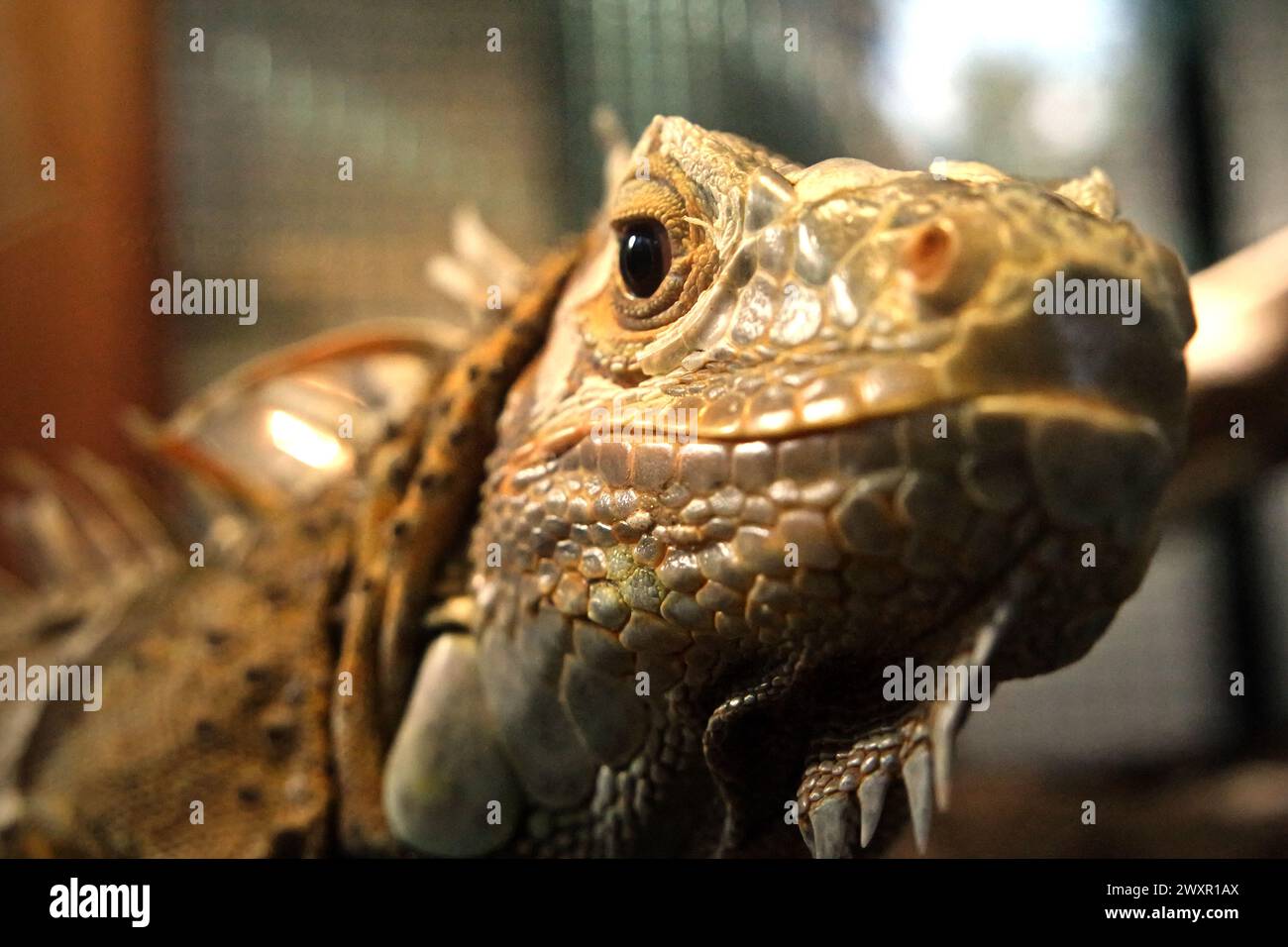 Un iguana (probablement un homme de l'iguana verte, iguana iguana) dans une installation vétérinaire gérée par le zoo de Bali à Singapadu, Sukawati, Gianyar, Bali, Indonésie. Banque D'Images