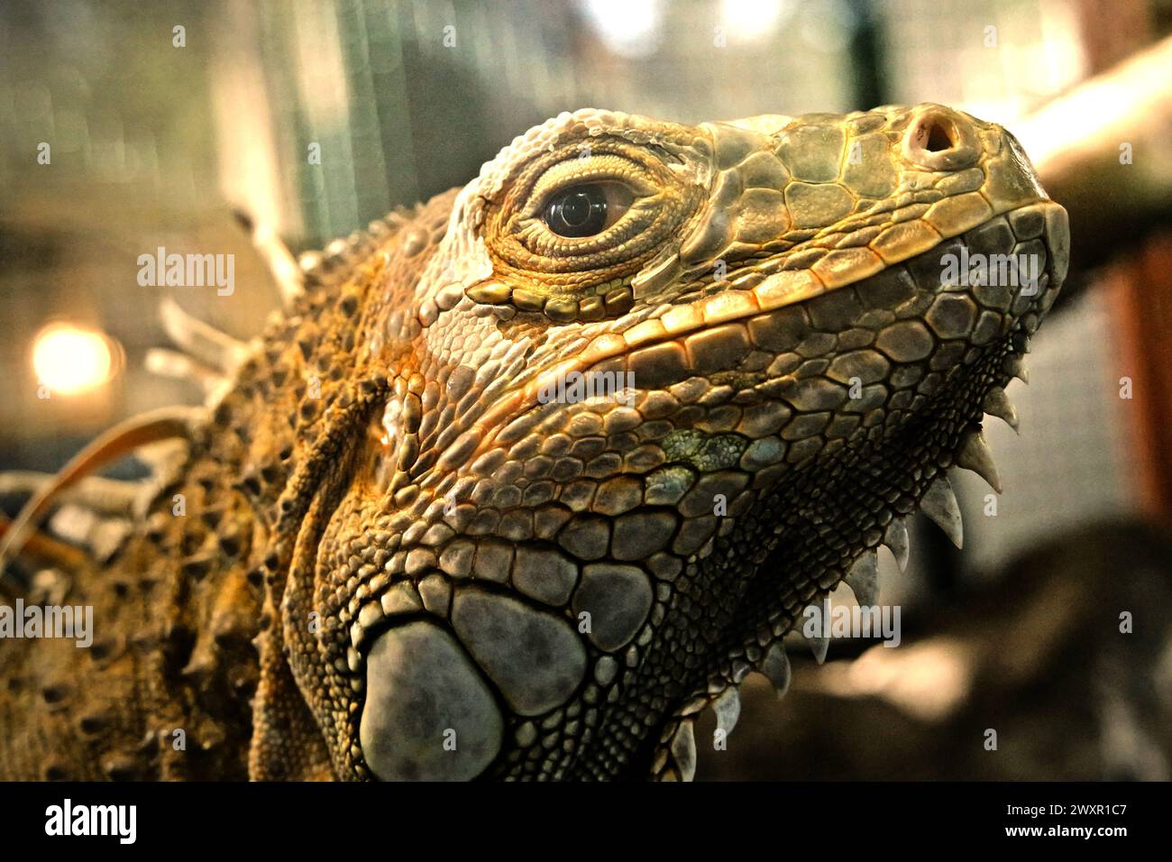 Un iguana (probablement un homme de l'iguana verte, iguana iguana) dans une installation vétérinaire gérée par le zoo de Bali à Singapadu, Sukawati, Gianyar, Bali, Indonésie. Banque D'Images