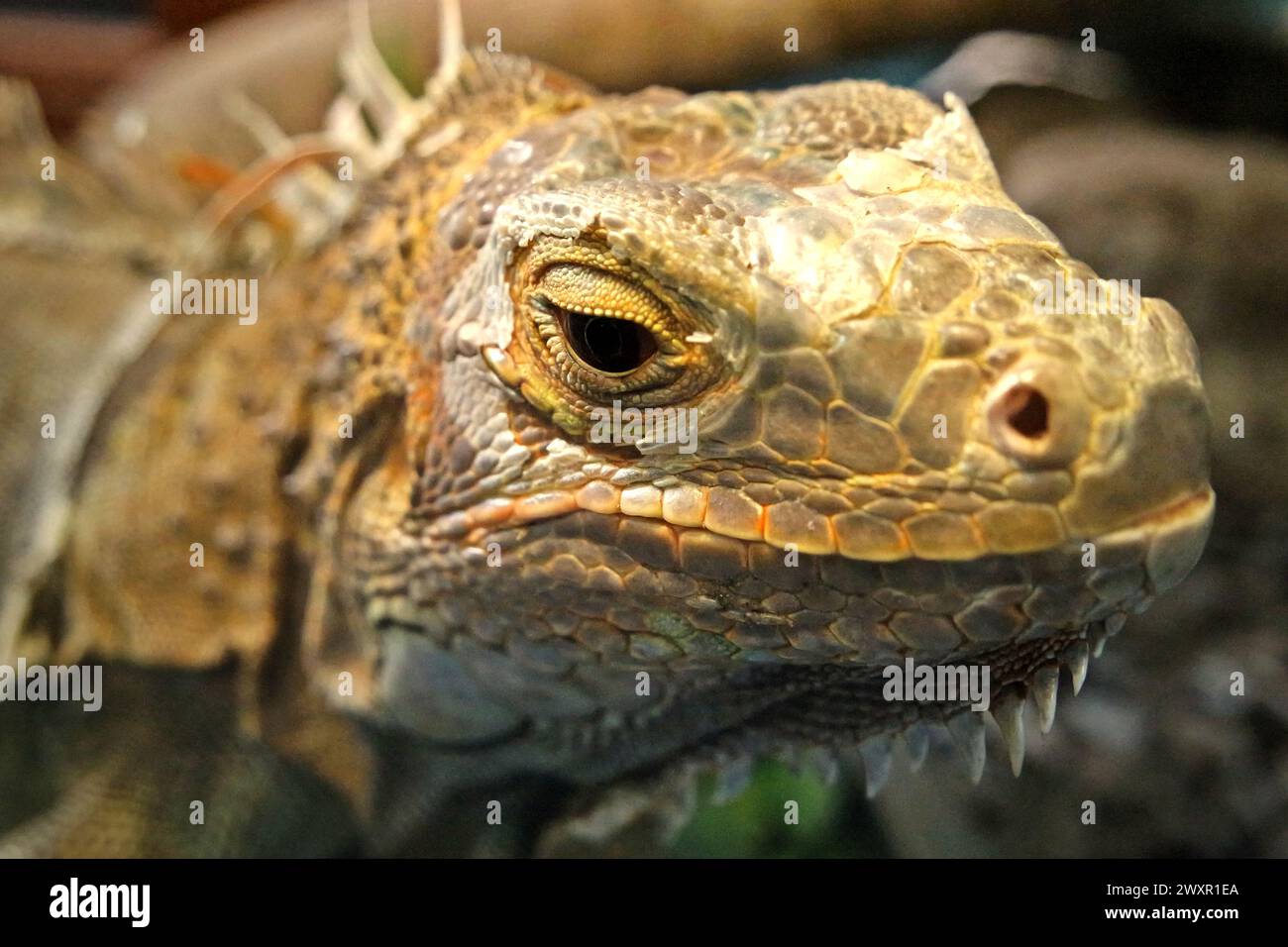 Un iguana (probablement un homme de l'iguana verte, iguana iguana) dans une installation vétérinaire gérée par le zoo de Bali à Singapadu, Sukawati, Gianyar, Bali, Indonésie. Banque D'Images
