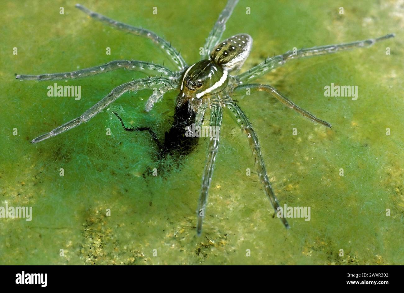 Araignée de pêche (Dolomedes triton) dévorant libellule nymphe. Banque D'Images